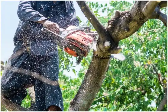 tree services Gold Hill